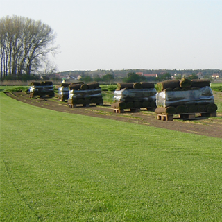 Pohled na pole s přípravenými travními koberci
